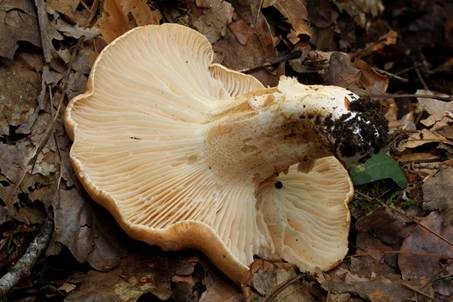 Waldschneckling, Foto 4