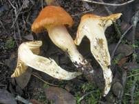 Waldschneckling, Foto 25