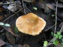 Waldschneckling, Foto 26