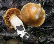 Waldschneckling, Foto 29