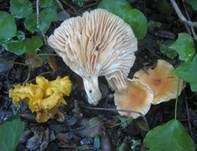 Waldschneckling, Foto 30