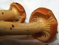 Waldschneckling, Foto 7
