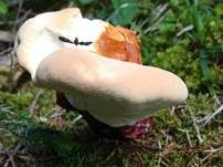 Walliser Lackporling, Foto 6