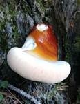 Walliser Lackporling, Foto 8