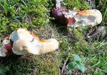 Walliser Lackporling, Foto 9