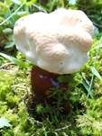 Walliser Lackporling, Foto 10