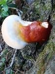Walliser Lackporling, Foto 11