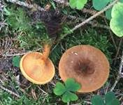Brauner Afterleistling, Foto 21