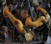Brauner Afterleistling, Foto 8
