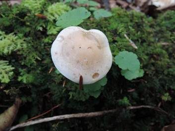 Walzensporiger Fälbling, Foto 2