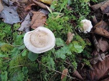 Walzensporiger Fälbling, Foto 4