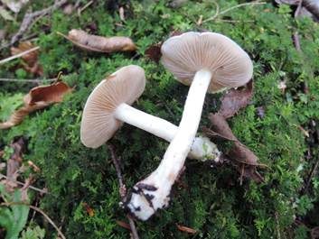 Walzensporiger Fälbling, Foto 6