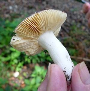 Wandelbarer Täubling, Foto 2