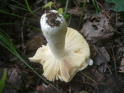Wandelbarer Täubling, Foto 5