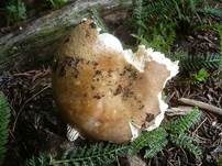 Wandelbarer Täubling, Foto 9
