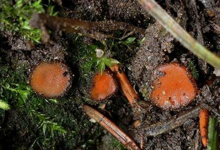 Warzensporiger Schildborstling, Foto 2