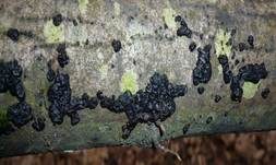 Warziger Drüsling, Foto 14