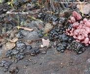Warziger Drüsling, Foto 28