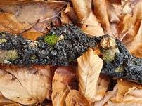 Warziger Drüsling, Foto 31