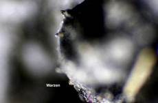 Warziger Drüsling, Foto 35