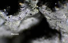 Warziger Drüsling, Foto 37