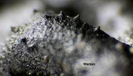 Warziger Drüsling, Foto 38
