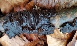 Warziger Drüsling, Foto 10