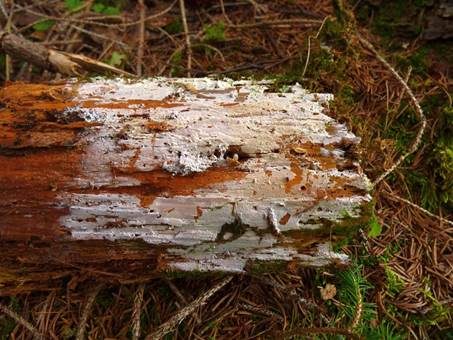 Warziger Rindenpilz, Foto 2