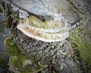 Braune Borstentramete, Foto 24