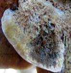 Braune Borstentramete, Foto 29