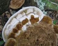 Braune Borstentramete, Foto 33