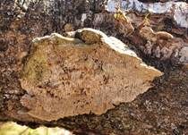 Braune Borstentramete, Foto 52