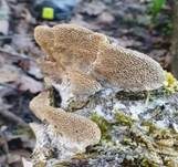 Braune Borstentramete, Foto 55