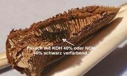 Braune Borstentramete, Foto 56