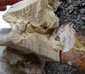 Braune Borstentramete, Foto 8