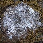 Warzige-Trompetenflechte, Foto 6