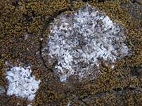 Warzige-Trompetenflechte, Foto 7