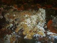 Wässeriger Porling, Foto 7