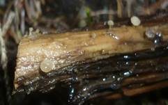 Wasserkreisling, Foto 10