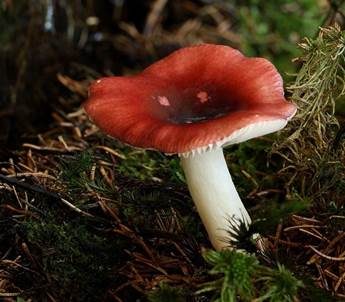 Wässriger Moortäubling, Foto 2