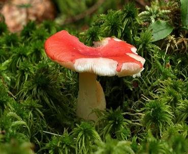 Wässriger Moortäubling, Foto 3