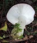 Wässriger Moortäubling, Foto 12