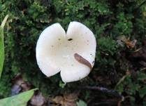 Wässriger Moortäubling, Foto 13