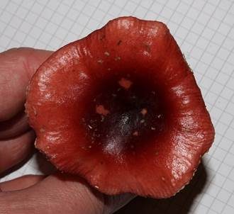 Wässriger Moortäubling, Foto 4