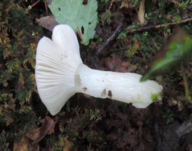 Wässriger Moortäubling, Foto 5