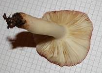 Wässriger Moortäubling, Foto 6