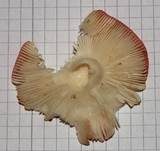 Wässriger Moortäubling, Foto 7