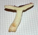 Wässriger Moortäubling, Foto 8