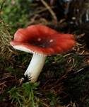 Wässriger Moortäubling, Foto 9
