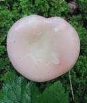 Wässriger Moortäubling, Foto 11